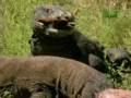 Nature's Perfect Predators- Komodo Dragon