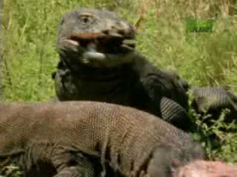 how to treat komodo dragon bite