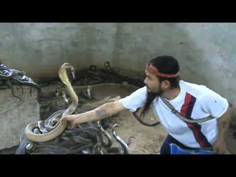 cobra - A crazy guy known as Cobra Man has 1000 Cobras as pets and for every show he selects a new Cobra.