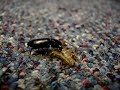 Common Black Ground Beetle Feeding