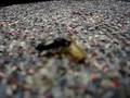 Common Black Ground Beetle Feeding