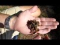 Honey Bee Queen Getting Balled in My Bare Hand (workers trying to kill the queen)