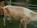 crueldad y maltrato contra los animales 1