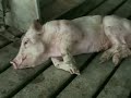 crueldad y maltrato contra los animales 1