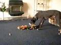 foster dog Mickey