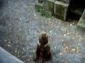 videos de Bear of Bern