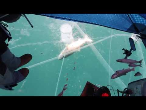 Lake - This is a big lake trout that was caught through some of Lake Superior's crystal clear ice. For more videos watch our channel at JigHeadsTV. For more informa...