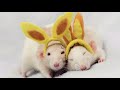 Porque Eu Sei Que é Amor - Titãs ( Com Legendas)