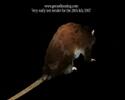 Kajiya-Kay Rat Kajiya-Kay Rat