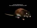 Kajiya-Kay Rat