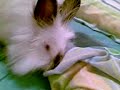 Bobo!