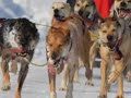 DIAVIK 2008 Dog Race - 30 March - INEMA.com.br V3