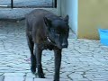 Funny dog!