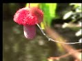 EXPLOSIVE ACTION via GIANT peacock bass