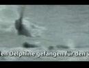 delphine - Dieser Film zeigt das große Spektrum der menschlichen Beziehung zu den Delphinen von der Antike bis heute. Die Verehrung, aber auch die große Gefahr der Ausr...
