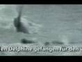 Delphine - Engel der Meere