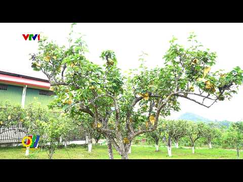 Phát triển cây Lê nâng cao thu nhập cho người dân