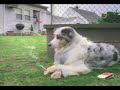 por que tu perro sale al patio