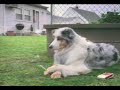 por que tu perro sale al patio