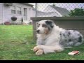 por que tu perro sale al patio