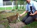 猫の手帖の取材「ラッキー・ツネオ・ピッピ」