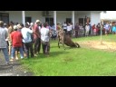 Ibadah Qurban 2007 Ibadah Qurban 2007