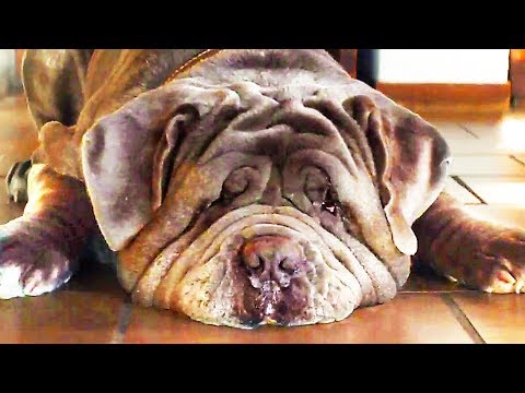 Mon chien stupide RomanistikBlog