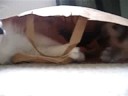 Cosmo & Bob in a bag