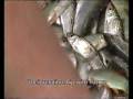 videos de 