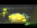 Hatching King Tiger Pleco ???????