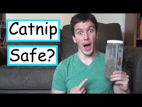 Is Catnip Safe For Cats?