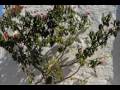 samos-island-avl-kia-tsabou-beach-part-1-.html