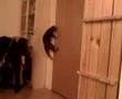Bengal-Kitten-opening-the-door