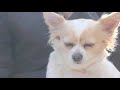 http://www.e-toko.com/眠い犬の様子