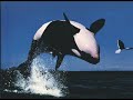 FOTOS INCRÍVEIS DE ANIMAIS FOTOS INCRÍVEIS DE ANIMAIS