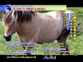 ???????????????(a)Stop mistreatment of animals that horse free Benz (a)