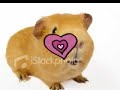 Guinea Pigs!