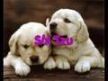 My 10 Favorite Dog Breeds!