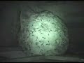 MASSIVE YELLOW JACKET OR EUROPEAN HORNET HIVE