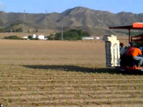 how to transplant iceberg lettuce