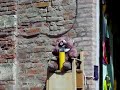bolle di sapone