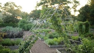 Vertical Gardening