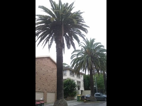 how to transplant phoenix canariensis