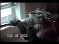 cat compilation