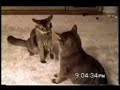 cat compilation
