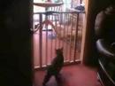 Funny cat