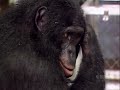 ape-genius.html