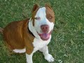 pit bull  o instinto pit bull 