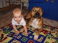 Pit Bull 