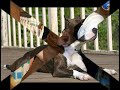 pit bull  o instinto pit bull 